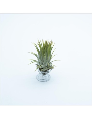 Tillandsia Lonantha Lonantha Medium Planta Epífita Ornamental Natural y Exótica