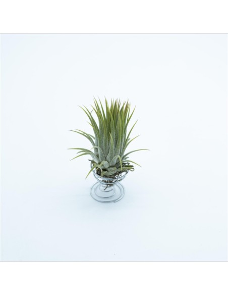 Tillandsia Lonantha Lonantha Medium Planta Epífita Ornamental Natural y Exótica