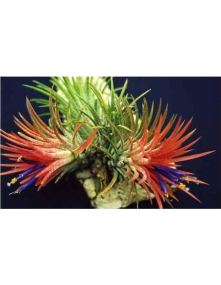 Tillandsia Lonantha Lonantha Medium Planta Epífita Ornamental Natural y Exótica