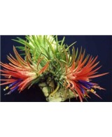 Tillandsia Lonantha Lonantha Medium Planta Epífita Ornamental Natural y Exótica