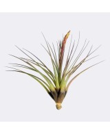 Tillandsia Melanocrater Tricolor Medium planta epífita ornamental para interiores y exteriores