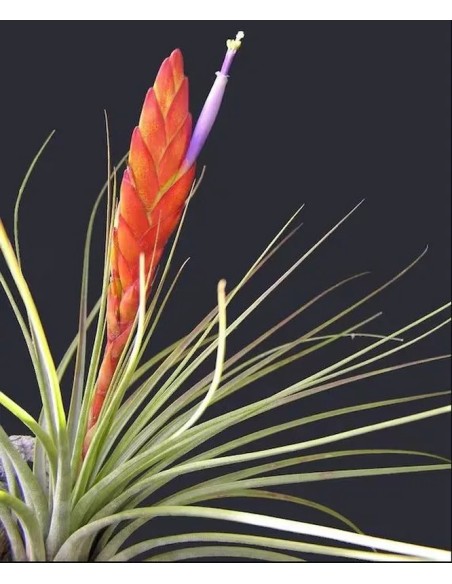 Tillandsia Melanocrater Tricolor Medium planta epífita ornamental para interiores y exteriores