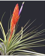 Tillandsia Melanocrater Tricolor Medium planta epífita ornamental para interiores y exteriores