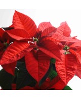 Poinsettia M11 KM0 Compacta y de Producción Local en Endanea Garden
