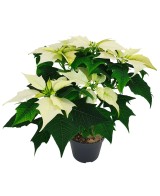 Poinsettia M11 KM0 Compacta y de Producción Local en Endanea Garden