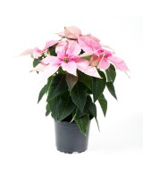 PRINCETTIA M14 KM0