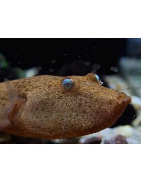 TETRAODON MIURUS ROJO 8-9CM