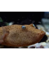 TETRAODON MIURUS ROJO 8-9CM