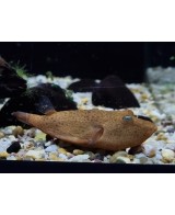 TETRAODON MIURUS ROJO 8-9CM