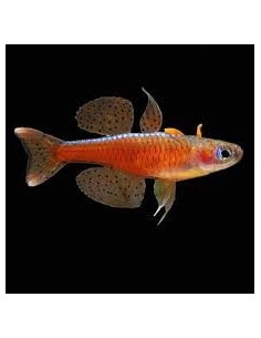 PSEUDOMUGIL PASKAI M