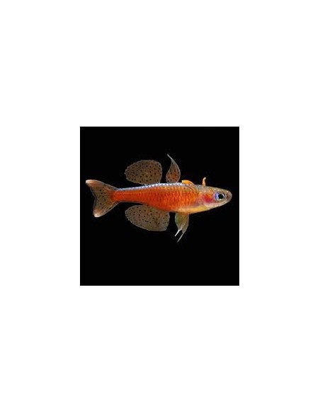 PSEUDOMUGIL PASKAI M