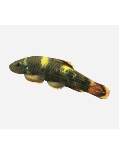 GARRA FLAVATRA PANDA 2.5-3CM
