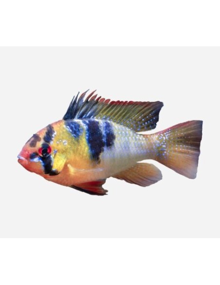 RAMIRETZI AZUL ALEMAN MACHOS 5-5.5CM