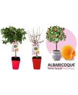 Albaricoque Enano Garden Aprigold 7L Prunus armeniaca para Jardines Pequeños