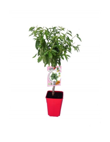 Almendro Enano Garden Prince 7L Prunus dulcis para Jardines Pequeños