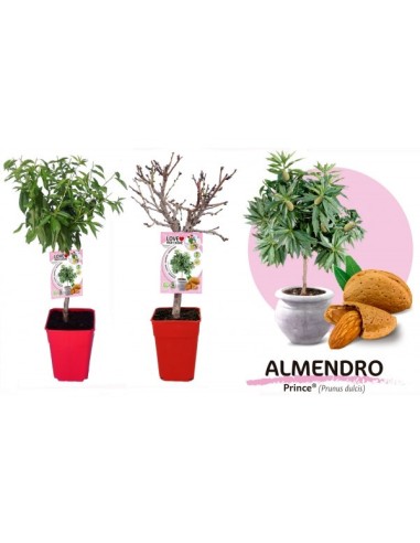 Almendro Enano Garden Prince 7L Prunus dulcis para Jardines Pequeños