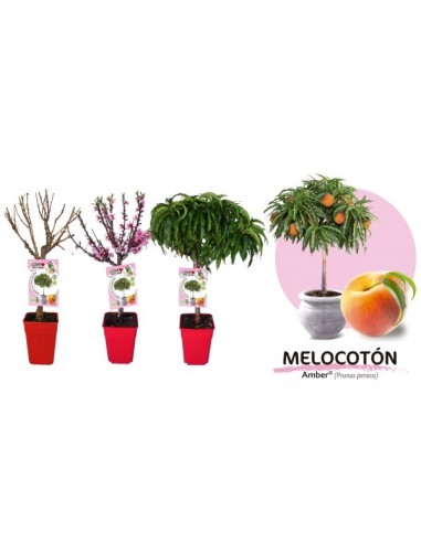 Melocotonero Enano Amber Diamond 7L Prunus persica para Terrazas y Jardines Pequeños