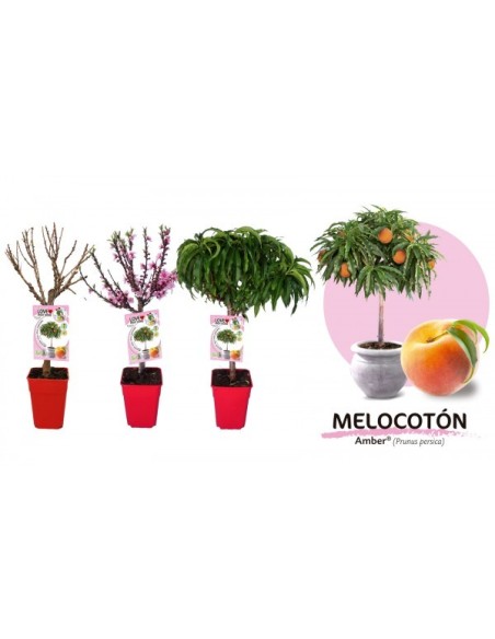 Melocotonero Enano Amber Diamond 7L Prunus persica para Terrazas y Jardines Pequeños