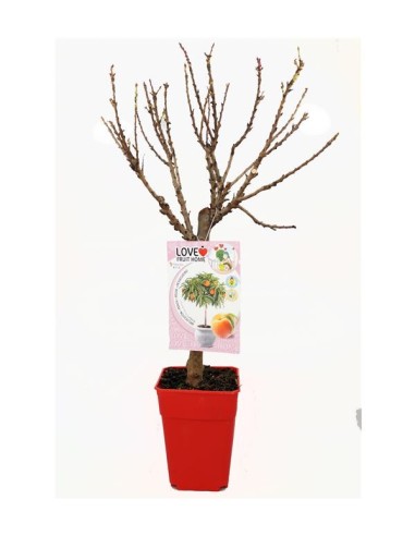 Melocotonero Enano Amber Diamond 7L Prunus persica para Terrazas y Jardines Pequeños