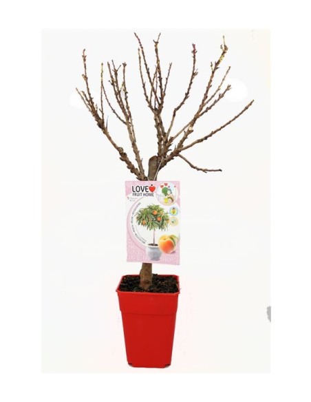 Melocotonero Enano Amber Diamond 7L Prunus persica para Terrazas y Jardines Pequeños