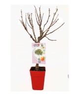 Melocotonero Enano Amber Diamond 7L Prunus persica para Terrazas y Jardines Pequeños