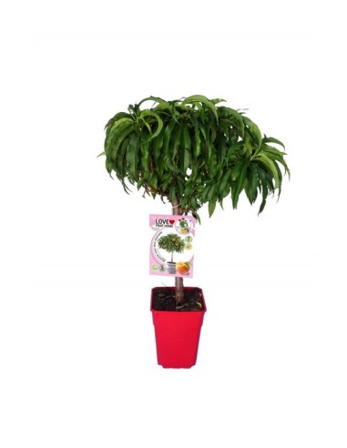 Melocotonero Enano Amber Diamond 7L Prunus persica para Terrazas y Jardines Pequeños