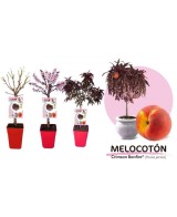 Melocotonero Enano Crimson Bonfire 7L Prunus persica para Terrazas y Jardines Pequeños