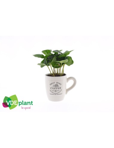 Coffea Arabica Coffee Cup M9 Planta de Interior Decorativa