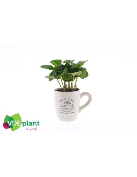 Coffea Arabica Coffee Cup M9 Planta de Interior Decorativa