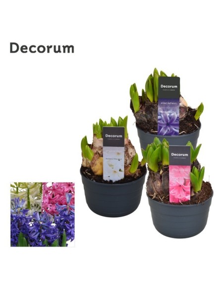 Hyacinthus OR 3 Colours M12 Planta Bulbosa Fragante para Interiores y Jardín