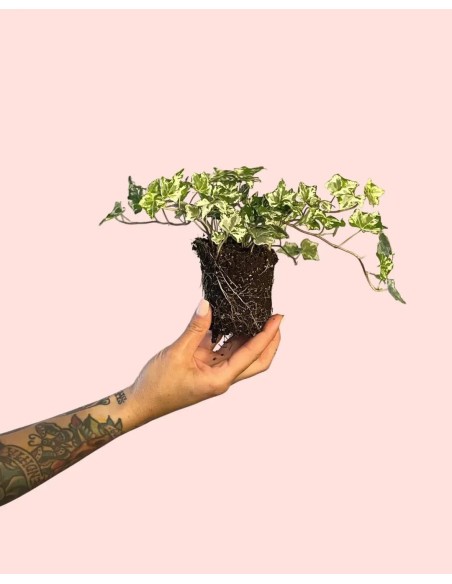 Hedera Helix Mix M8.5 planta trepadora perenne con follaje decorativo