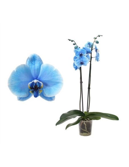 Phalaenopsis I Am Blue 2T M12 Azul orquídea azul elegante para interiores