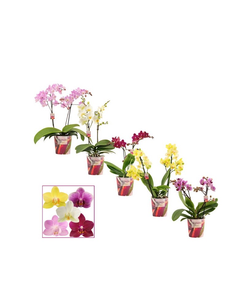 Phalaenopsis Multi Mix 2T 25+ M12 orquídea de colores vibrantes para interiores