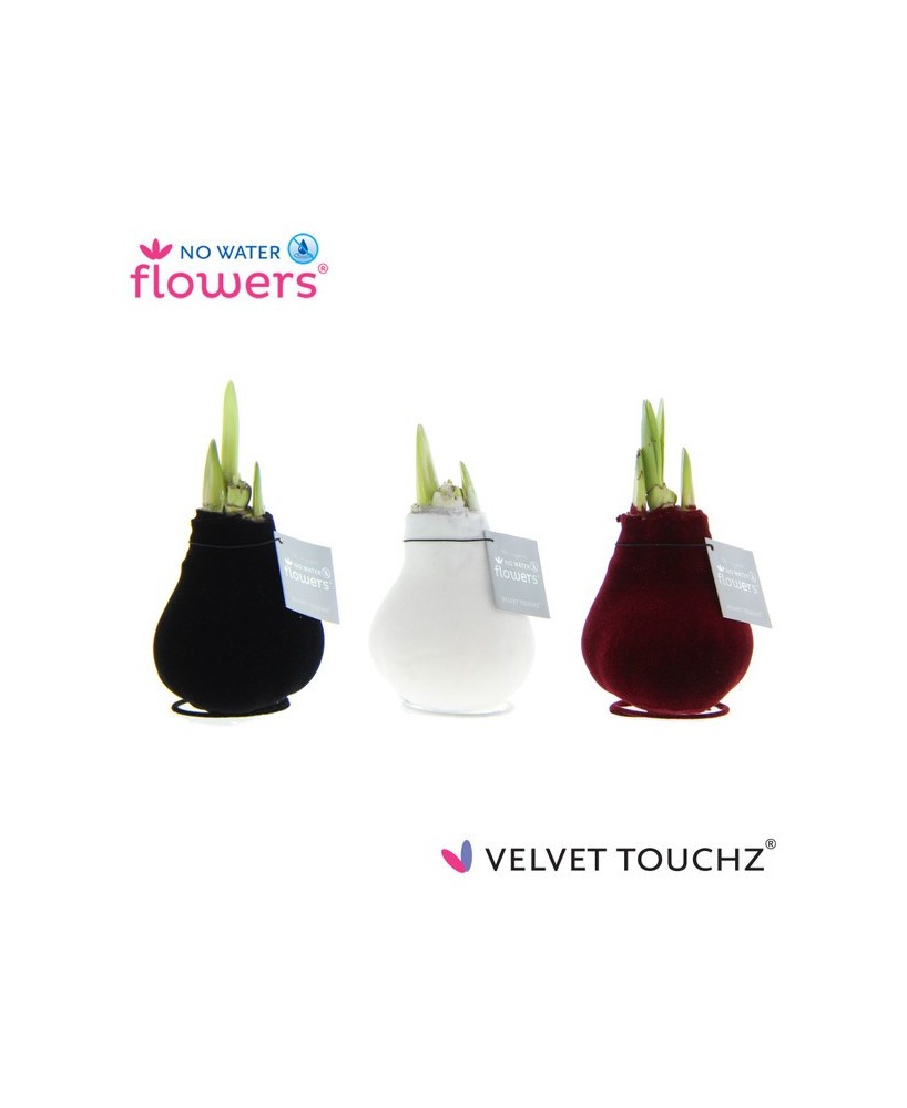 Amaryllis Bulb Velvet Touchz M15 planta bulbosa de flores aterciopeladas para interiores