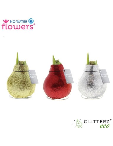 Amaryllis Bulb Waxz Glitterz M15 planta bulbosa elegante y brillante para interiores
