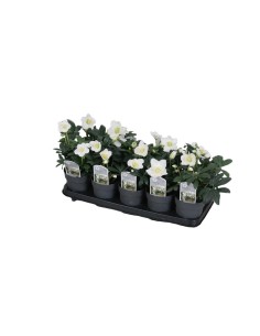 Helleborus niger Christmas Carol M M12 Blanco Planta Perenne de Invierno