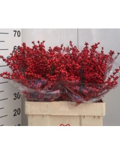 Ilex verticillata Oosterwijk 60cm Arbusto Ornamental con Bayas Rojas