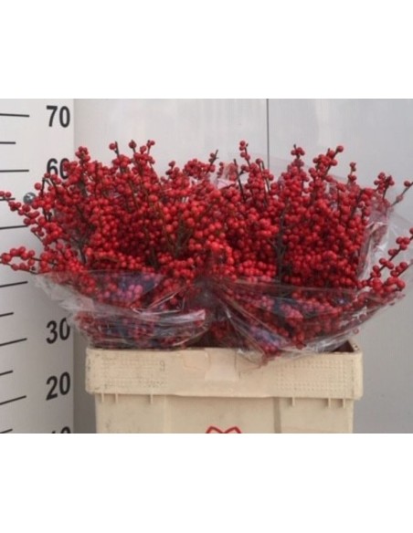 Ilex verticillata Oosterwijk 60cm Arbusto Ornamental con Bayas Rojas