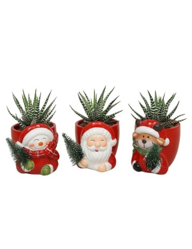 Haworthia Big Band in Xmas Ceramic M5.5 Planta Suculenta Decorativa Navideña