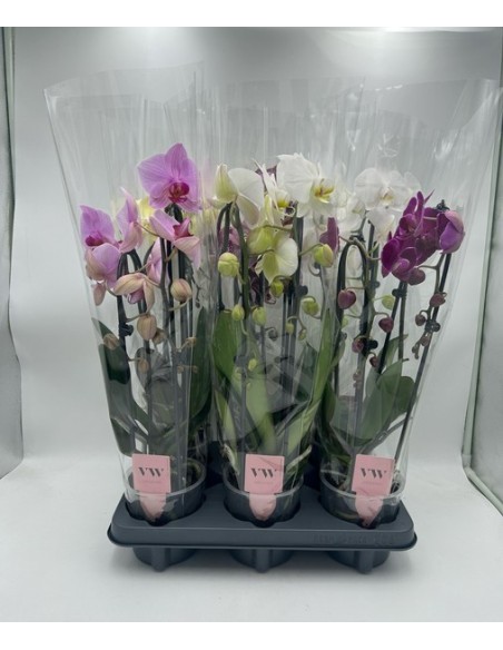 Phalaenopsis Moultí 4T M12 Blanca Orquídea Elegante para Interiores y Decoración