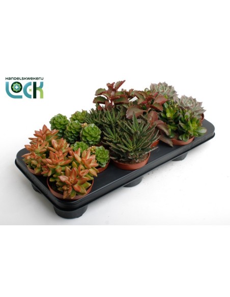 Succulents Mix Autumn Colors M10.5 Suculentas Decorativas Otoño