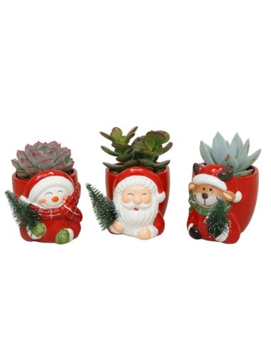 Succulents Mix in Xmas Ceramic M5.5 suculentas decorativas navideñas para interiores y jardines