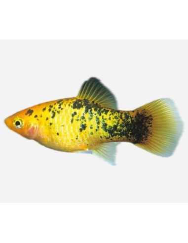 PLATY ORO CALICO 3-3,5CM