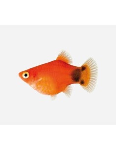 PLATY CORAL MICKEY MOUSE HQF 2.5-3CM