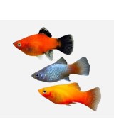 PLATY SURTIDO 2-3CM