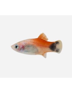 PLATY RED TOP MICKEY 3-3,5CM