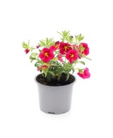 Calibrachoa: Mini Petunia con Flores en Cascada para Jardines y Balcones

