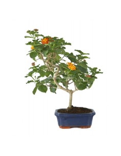 Bonsái Lantana Camara de 7 años | Flores Vibrantes y Aromáticas | Endanea Garden

