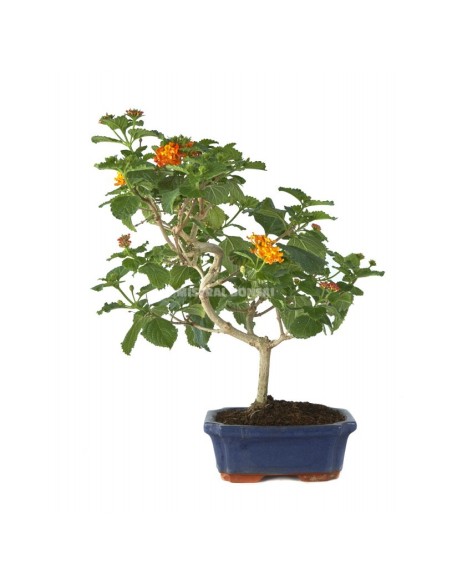 Bonsái Lantana Camara de 7 años | Flores Vibrantes y Aromáticas | Endanea Garden


