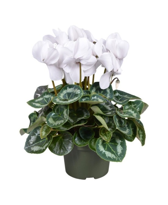 Cyclamen Planta Ornamental Elegante para Interior y Exterior
